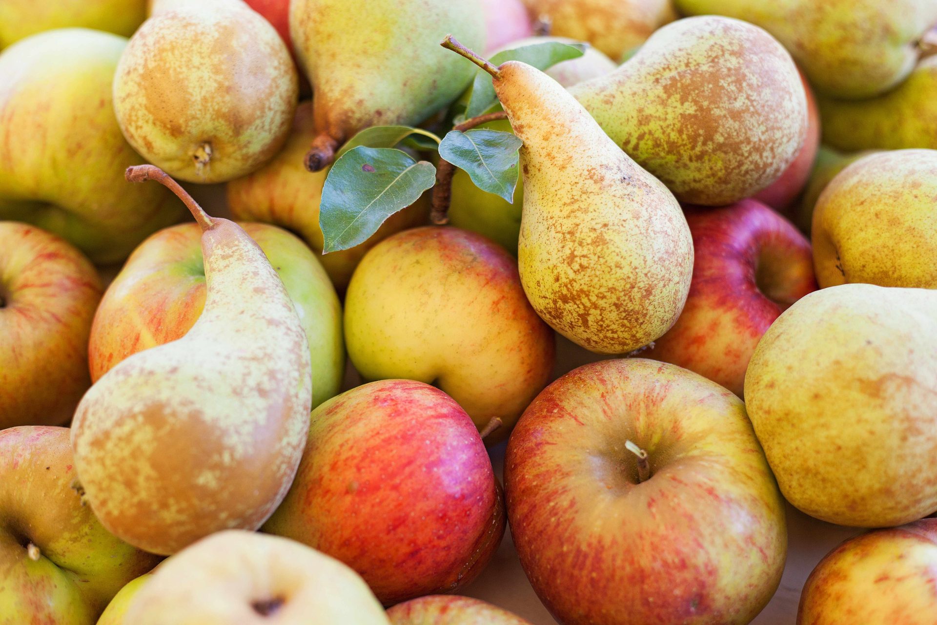 Llamado a Candidatos Postdoctorales - Proyecto ATE250049 Fruit Production in a Semi-Arid Climate: Sustainable Adaptation Pathways (FruitSAP)